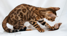 Bengal Katze rosetted